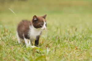 Fluffy gray tabby kitten with curious eyes