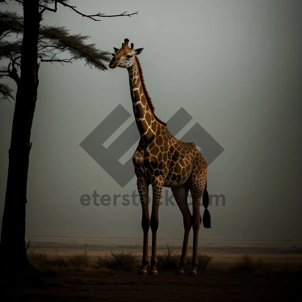 Picture of Majestic African Giraffe in the Wild