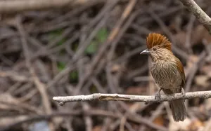 Cute little wild bird with brown feathers in garden