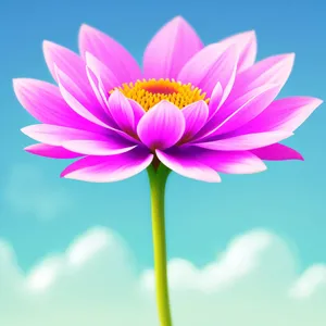 Vibrant Lotus Bloom in Pink and Purple