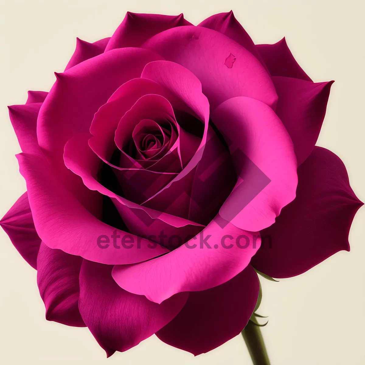 Picture of Romantic Pink Rose Blossom for Wedding Day