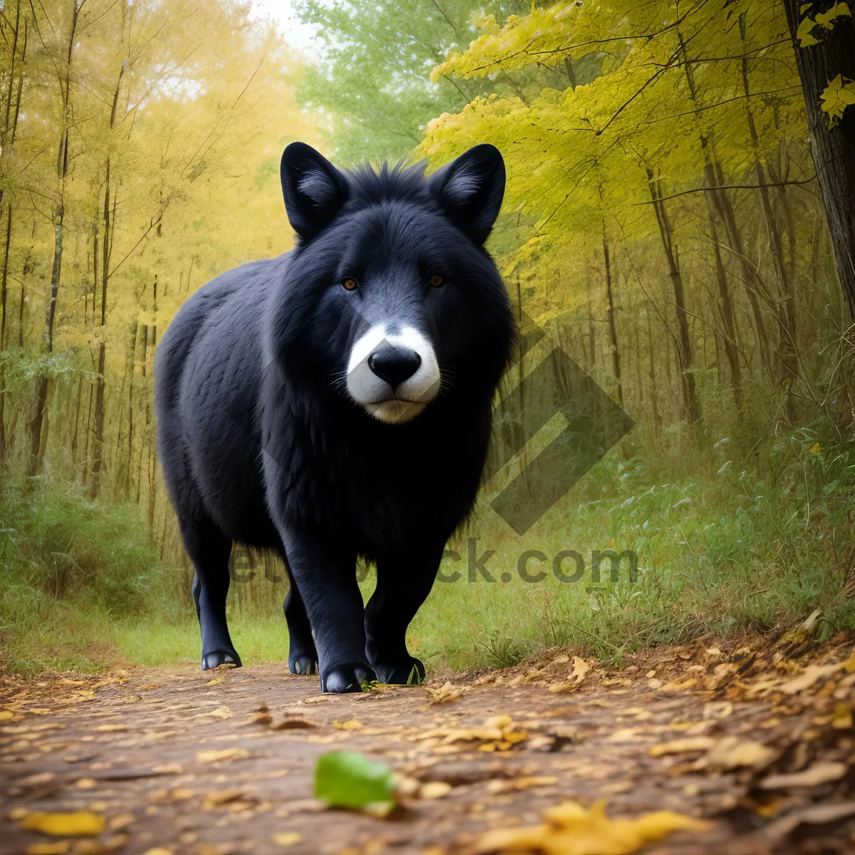 Picture of Wild Brown Bear Grazing in Meadow