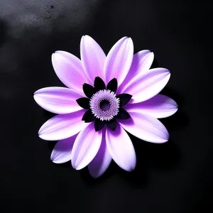 Daisy Blossom - Pink Petal Bloom