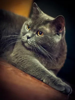 Gray Tabby Kitten with Curious Green Eyes.