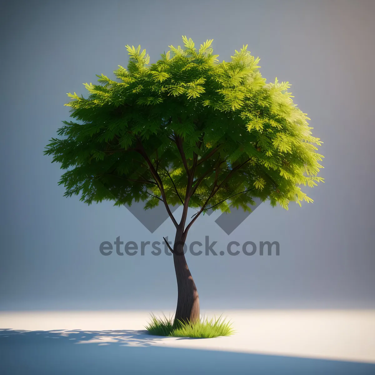 Picture of Summer Bonsai Tree Under Sunny Oak Sky