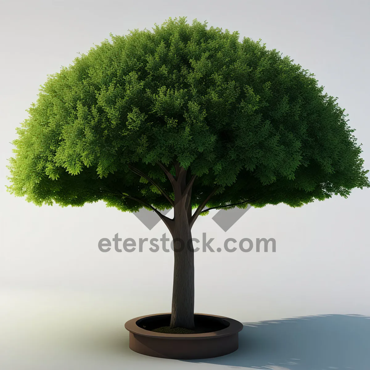 Picture of Miniature Bonsai Tree in Natural Garden Setting