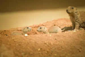 Wild lizard in sandy desert habitat.