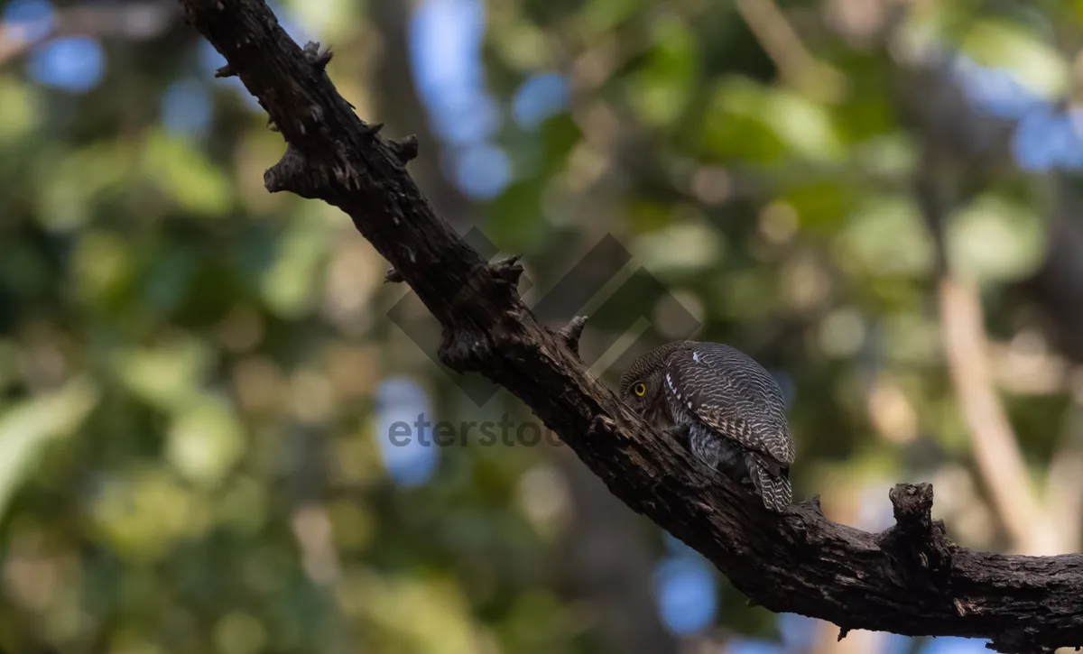 Picture of Willow tree branch in a wild forest landscape.