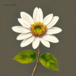 Vibrant Daisy Blossom in Meadow