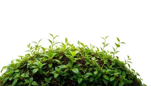 Fresh tea tree in rural field, summer vibes