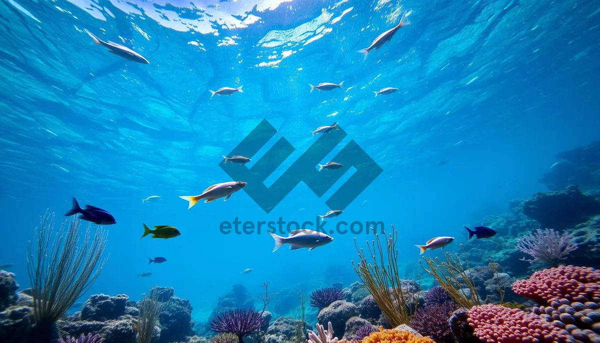 Picture of Colorful Fish in Tropical Coral Reef Underwater Dive