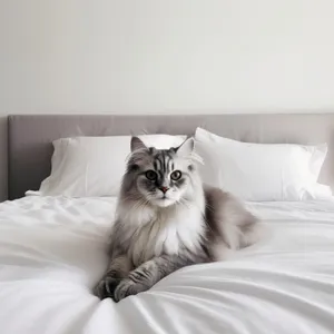 Adorable curious kitten with fluffy fur and whiskers