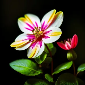 Floral Blooming Pink Lotus in Garden