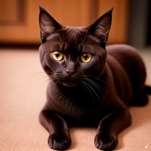 Adorable Gray Tabby Cat with Whiskers