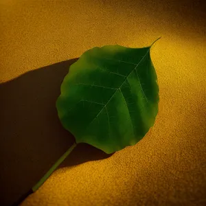 Lush Wild Ginger Leaves in Garden