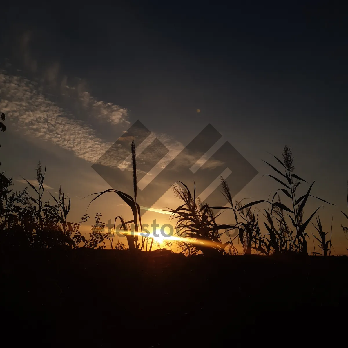 Picture of Orange sky silhouette with star and tree.