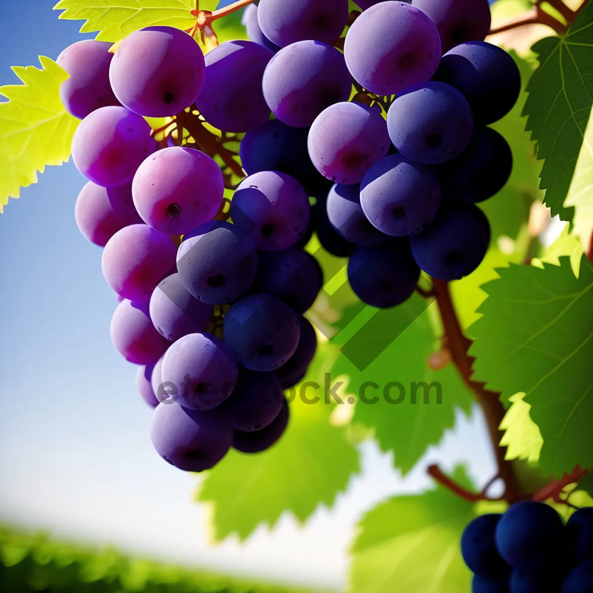 Picture of Ripe and Juicy Purple Grapes in Vineyard