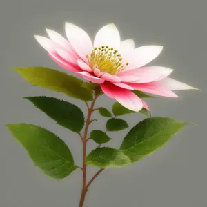 Blooming Pink Lotus in Garden Pond