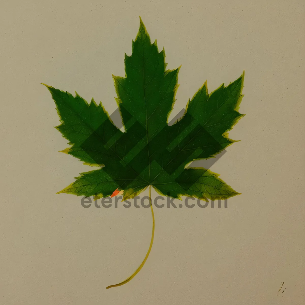 Picture of Autumn Maple Leaf Closeup with Yellow Foliage