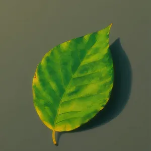 Fresh Green Wild Ginger Leaf in Garden