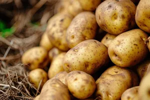 Fresh organic root vegetables: potatoes, turnips, rutabagas