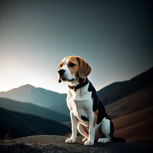 Adorable Beagle Puppy Poses for Portrait.