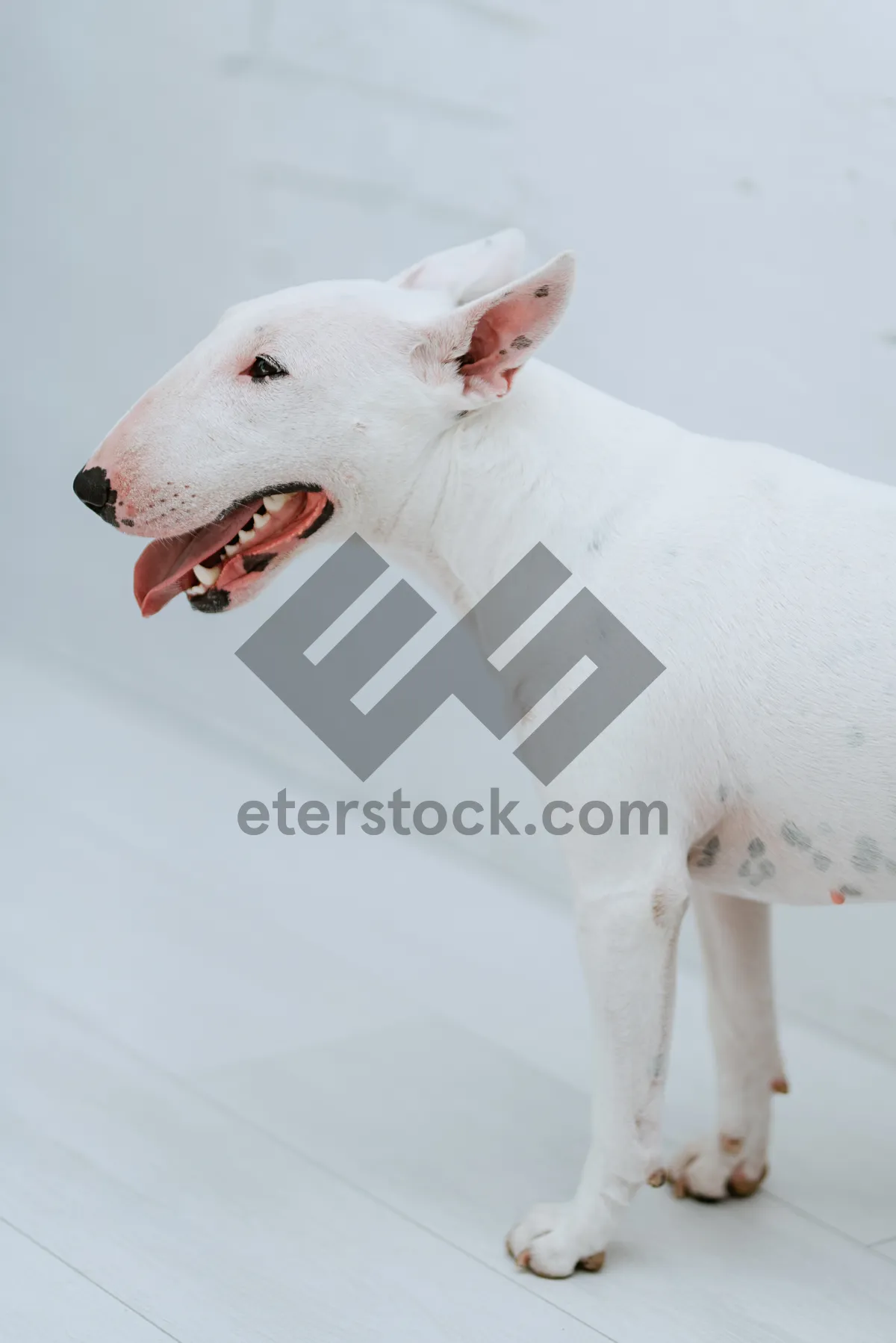 Picture of Cute White Dog on Farm