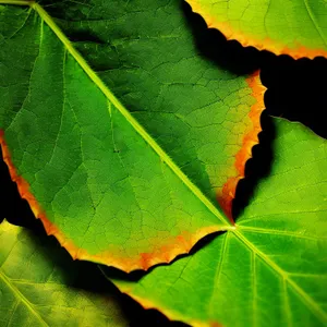 Vibrant Autumn Maple Leaf Closeup