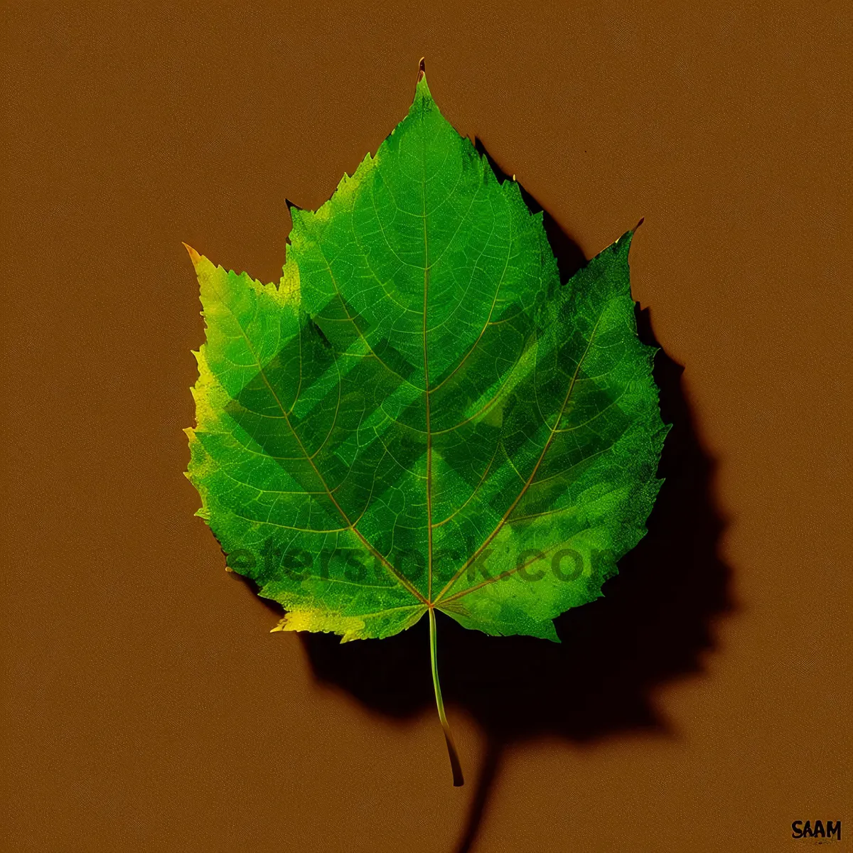 Picture of Lush Summer Foliage in Vibrant Green