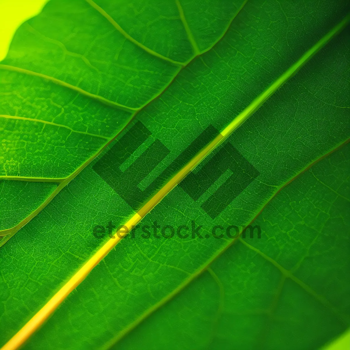 Picture of Vibrant Photosynthesis: A Summer's Green Foliage