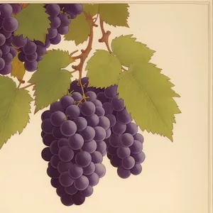 Vibrant Vineyard Harvest: Juicy Purple Grapes