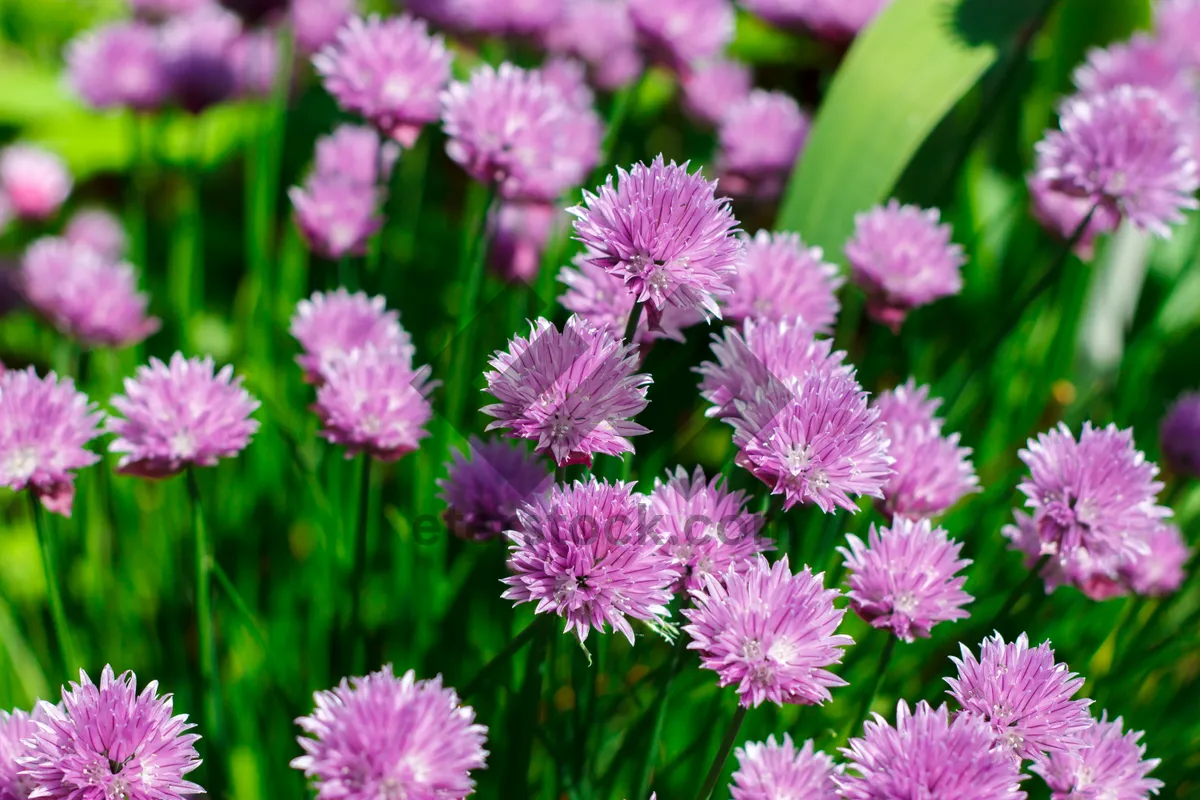 Picture of Colorful Meadow Flowers in Pink and Purple Blooms