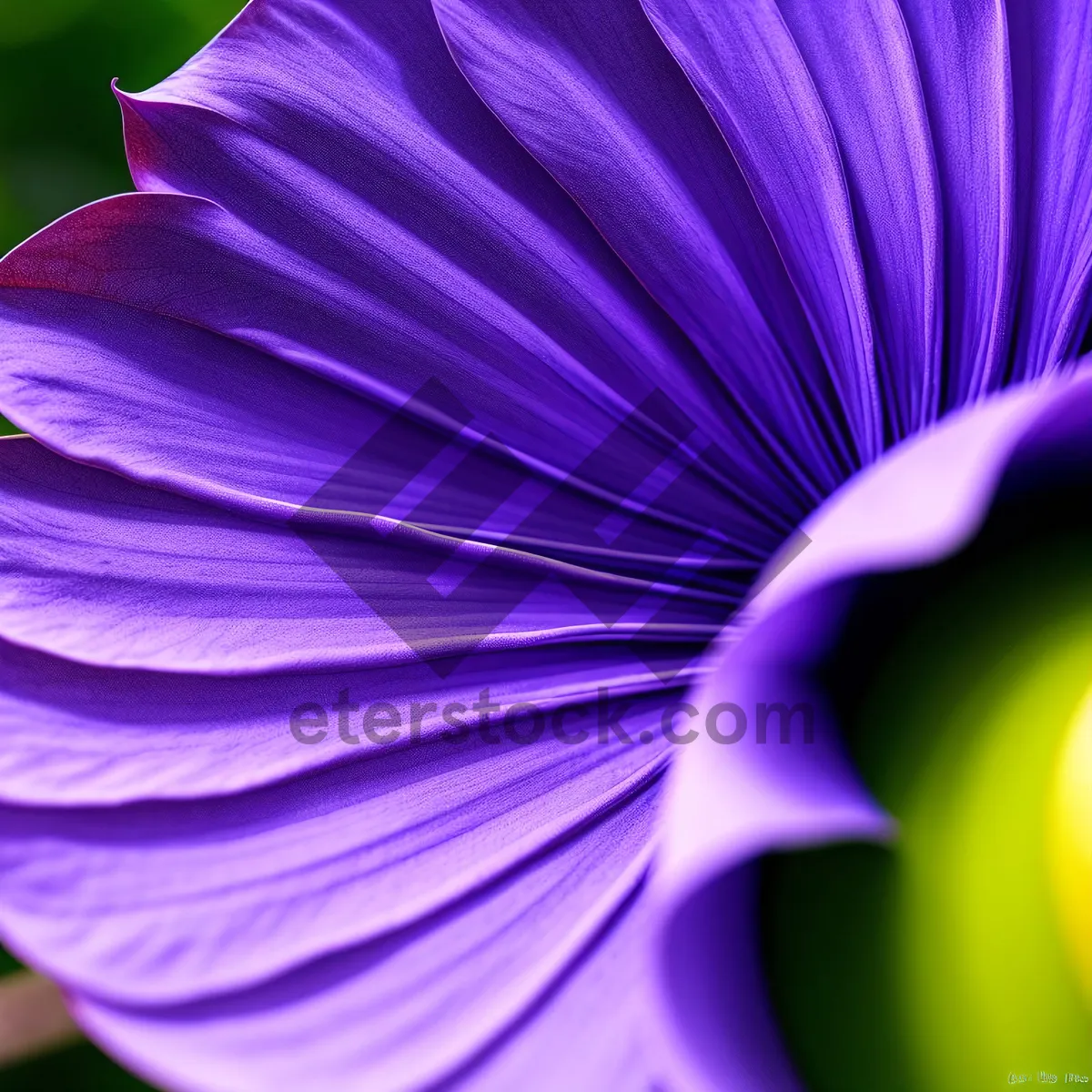 Picture of Fractal Petal Viola: Vibrant Herb Vascular Plant Design