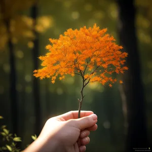 Yellow Acacia Tree in Autumn