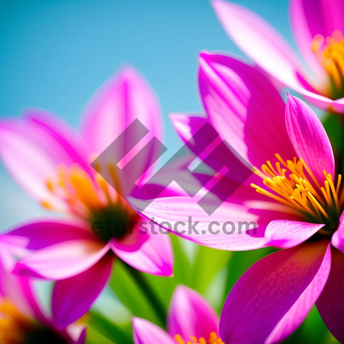 Picture of Vibrant Lotus Blossom in Full Bloom