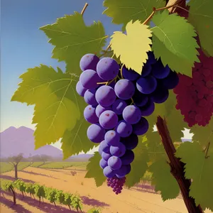 Harvested Vineyard Grapes for Quality Wine