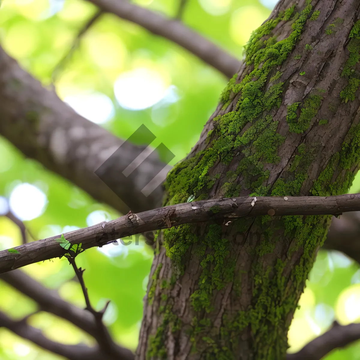 Picture of Forest Flora: Vibrant Cacao Leaves amidst Woody Foliage