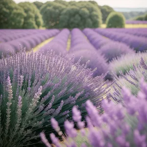 Lavender Flower Field in Full Bloom