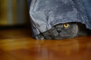 Cute kitten with bright eyes in bath towel