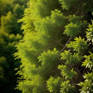 Lush Spring Forest with Vascular Trees and Shrubs