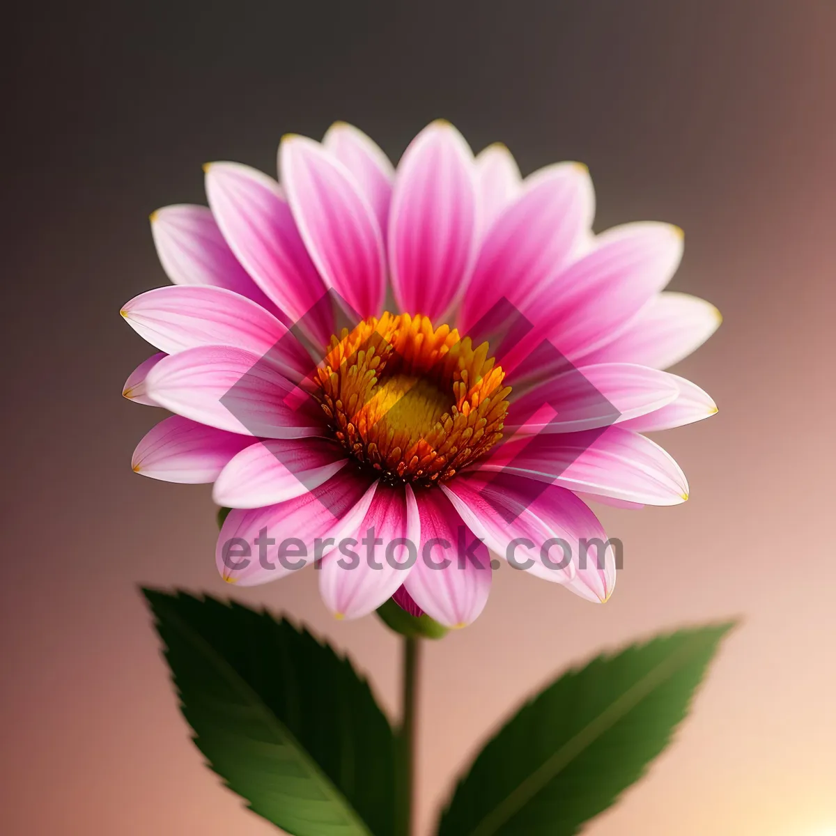 Picture of Pretty Pink Daisy Blossom with Vibrant Petals