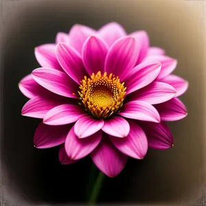 Dainty Pink Daisy Blossom in Full Bloom