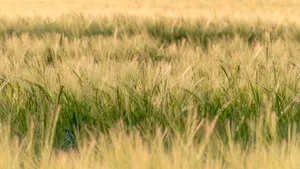 Golden Wheat Field in Summer Sunshine Landscape