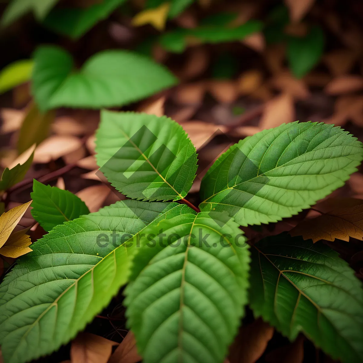 Picture of Vibrant Spring Leaf Canopy in Lush Forest