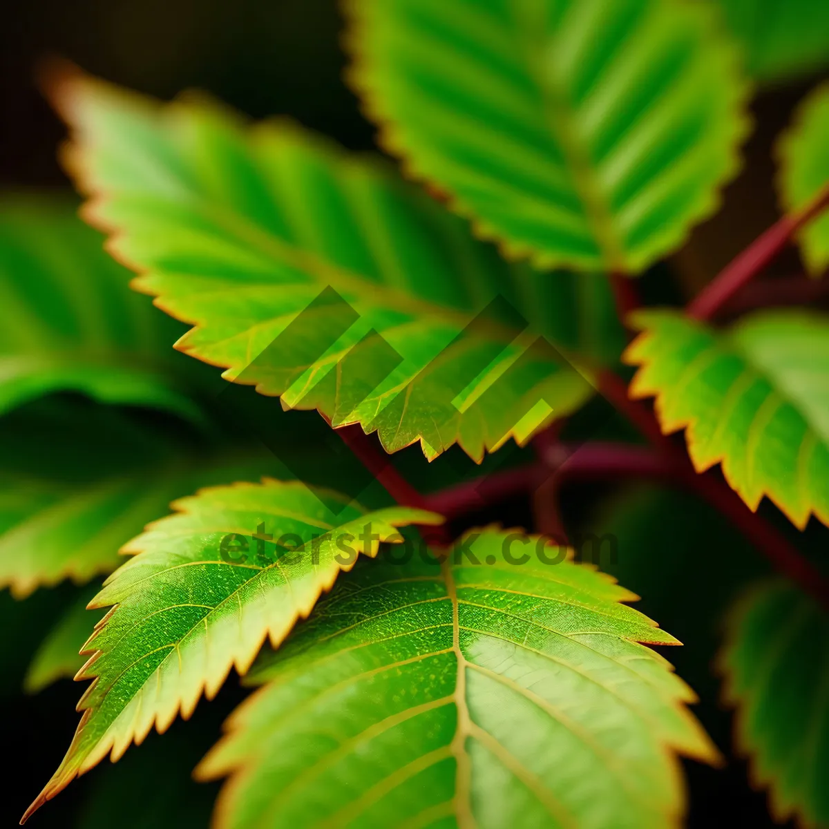 Picture of Lush Sumac Leaves in a Forest