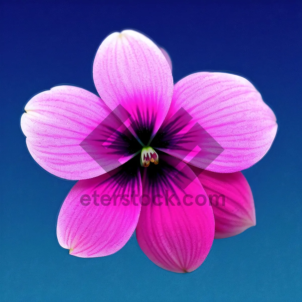 Picture of Bright Pink Flax Blossom in Vibrant Garden Setting