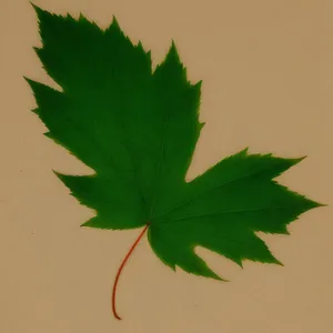 Vibrant Summer Maple Leaf Foliage