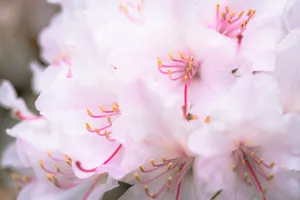 Pink Rhododendron Blossom Closeup in Spring Garden