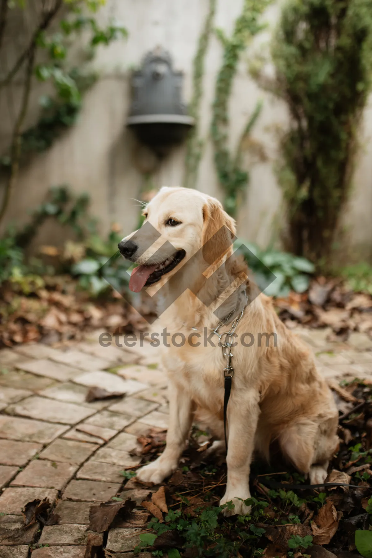 Picture of Adorable Golden Retriever Puppy Portrait