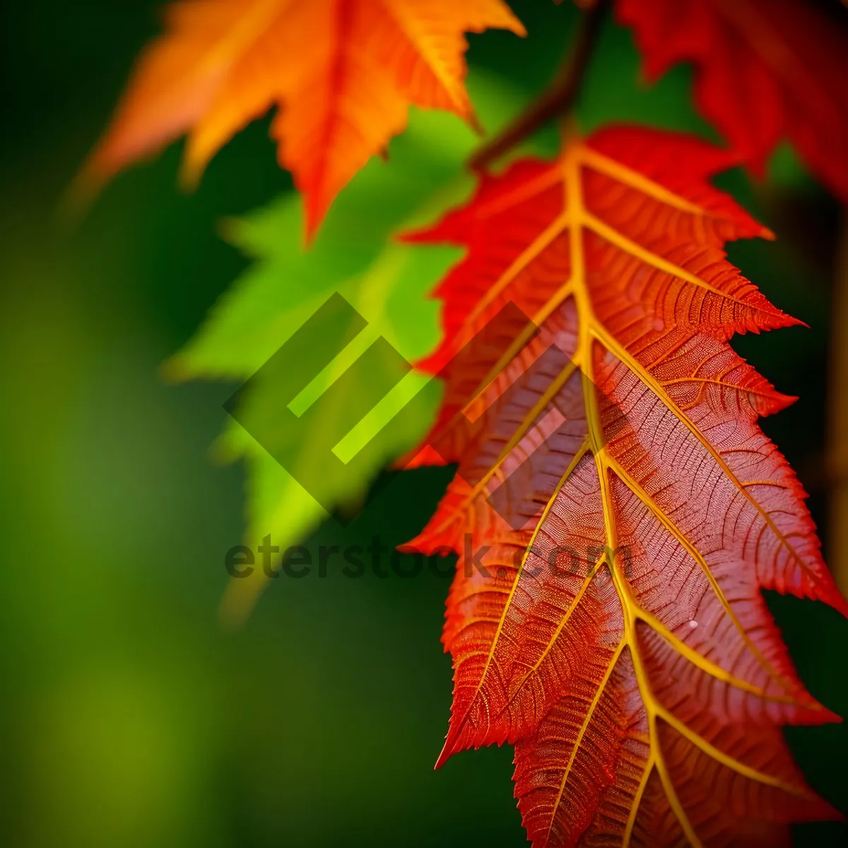 Picture of Autumn Maple Leaves in Vibrant Shades